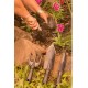 Herramientas para Jardín Famastil F86.21 4pzs Herramientas para Jardín Famastil F86.21 4pzs